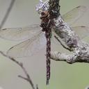 Image of Pinheyschna rileyi