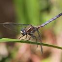 Image of Orthetrum kristenseni