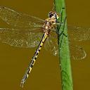 Image of Hemicordulia australiae