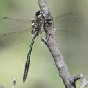 Image of Somatochlora franklini