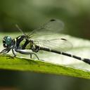 Image of Microgomphus souteri
