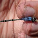 Image of Trithemis palustris