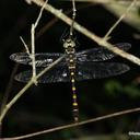 Image of Epophthalmia frontalis