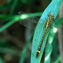 Image of Neurogomphus featheri