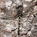Image of Petaluridae