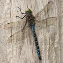 Image of Aeshna interrupta