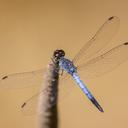Image of Raphismia bispina