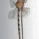 Image of Gynacantha dravida