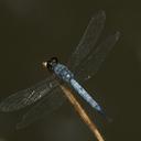 Image of Brachydiplax sobrina