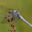 Image of Orthetrum brunneum