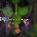 Image of Paragomphus