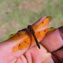 Image of Perithemis capixaba