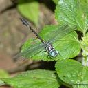 Image of Paragomphus echinoccipitalis