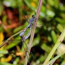 Image of Micrathyria athenais