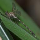 Image of Zephyrogomphus longipositor