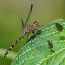 Image of Uracis imbuta