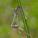 Image of Orthetrum monardi