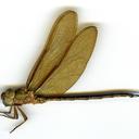 Image of Gynacantha interioris
