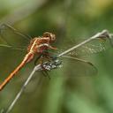 Image of Orthetrum caffrum