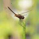Image of Idiataphe longipes