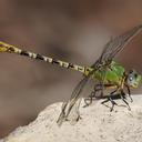 Image of Erpetogomphus crotalinus