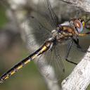Image of Epitheca cynosura