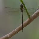 Image of Triacanthagyna