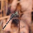 Image of Orthetrum balteatum