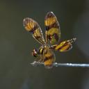 Image of Perithemis thais