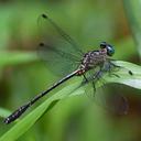 Image of Heliogomphus kelantanensis