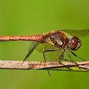 Image of Sympetrum striolatum
