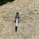 Image of Orthetrum melania