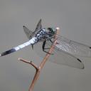 Image of Orthetrum albistylum