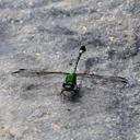 Image of Erpetogomphus elaphe