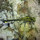 Image of Anisogomphus maacki