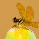 Image of Perithemis lais