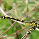 Image of Gomphidia leonorae