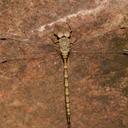 Image of Gynacantha nourlangie