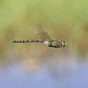 Image of Anax gibbosulus