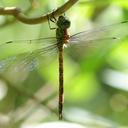 Image of Coryphaeschna apeora