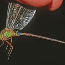 Image of Gynacantha klagesi