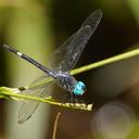 Image of Micrathyria atra