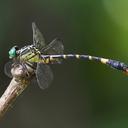 Image of Phaenandrogomphus tonkinicus