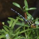 Image of Castoraeschna castor