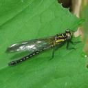 Image of Davidius moiwanus