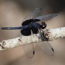 Image of Neurothemis oligoneura