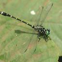 Image of Burmagomphus asahinai