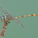 Image of Aphylla protracta