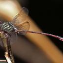 Image of Aphylla producta