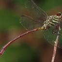 Image of Aphylla dentata